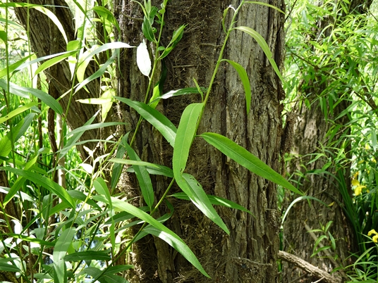 {Salix nigra}